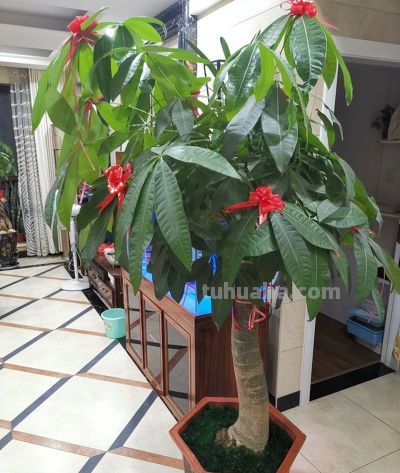 别再乱浇水了！ 发财树过冬有“三怕”，做对一点，开春新芽窜满枝 - 图画吧TUHUABA