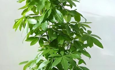 别再乱浇水了！ 发财树过冬有“三怕”，做对一点，开春新芽窜满枝 - 图画吧TUHUABA