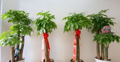 别再乱浇水了！ 发财树过冬有“三怕”，做对一点，开春新芽窜满枝 - 图画吧TUHUABA