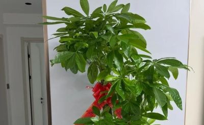 别再乱浇水了！ 发财树过冬有“三怕”，做对一点，开春新芽窜满枝 - 图画吧TUHUABA