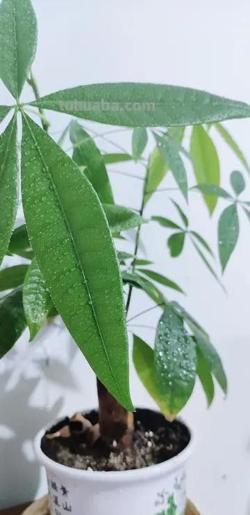 新手必看！发财树养护的实用技巧分享 - 图画吧TUHUABA