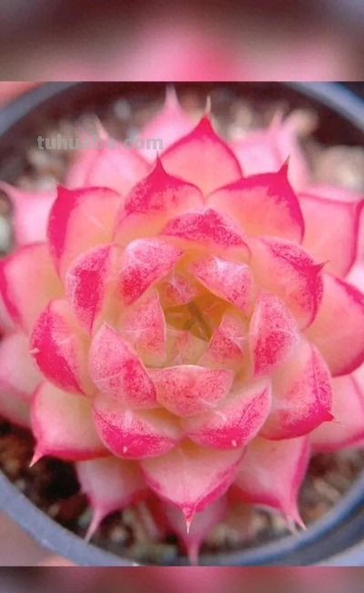 露天多肉出锦记：阳光下的奇迹，4步“晒”出玉色纷繁的梦幻美 - 今日头条