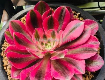 露天多肉出锦记：阳光下的奇迹，4步“晒”出玉色纷繁的梦幻美 - 图画吧TUHUABA