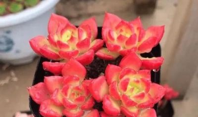 露天多肉出锦记：阳光下的奇迹，4步“晒”出玉色纷繁的梦幻美 - 图画吧TUHUABA