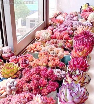 露天多肉出锦记：阳光下的奇迹，4步“晒”出玉色纷繁的梦幻美 - 图画吧TUHUABA