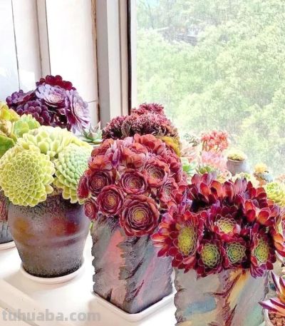 露天多肉出锦记：阳光下的奇迹，4步“晒”出玉色纷繁的梦幻美 - 图画吧TUHUABA