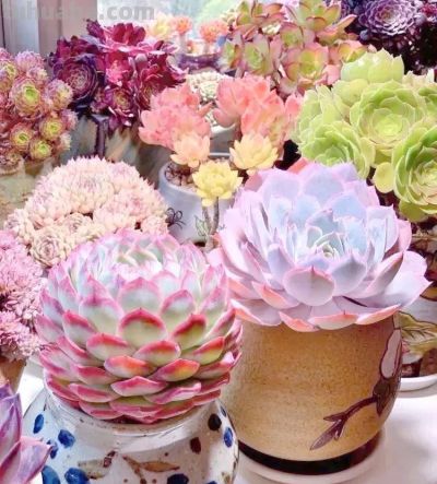 露天多肉出锦记：阳光下的奇迹，4步“晒”出玉色纷繁的梦幻美 - 图画吧TUHUABA