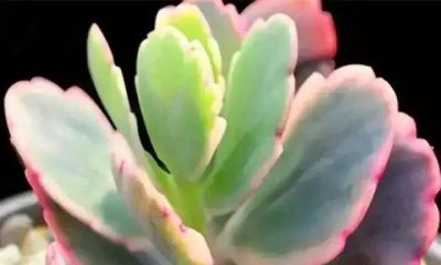 露天多肉出锦记：阳光下的奇迹，4步“晒”出玉色纷繁的梦幻美 - 图画吧TUHUABA