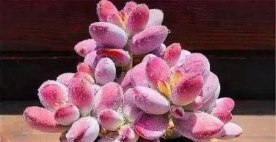 露天多肉出锦记：阳光下的奇迹，4步“晒”出玉色纷繁的梦幻美 - 图画吧TUHUABA