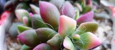 露天多肉出锦记：阳光下的奇迹，4步“晒”出玉色纷繁的梦幻美 - 图画吧TUHUABA