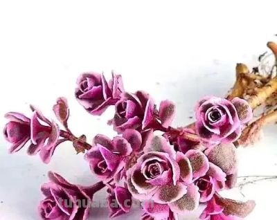 露天多肉出锦记：阳光下的奇迹，4步“晒”出玉色纷繁的梦幻美 - 图画吧TUHUABA