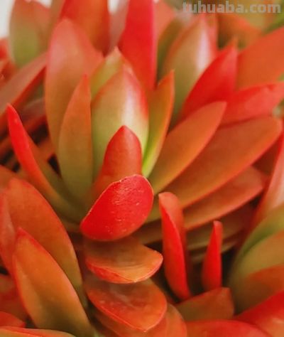 露天多肉出锦记：阳光下的奇迹，4步“晒”出玉色纷繁的梦幻美 - 图画吧TUHUABA