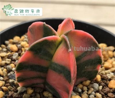 露天多肉出锦记：阳光下的奇迹，4步“晒”出玉色纷繁的梦幻美 - 图画吧TUHUABA