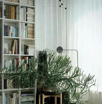 山东一小伙晒养了“5年的多肉”，已疯癫，网友：太酷了，咋养的 - 今日头条