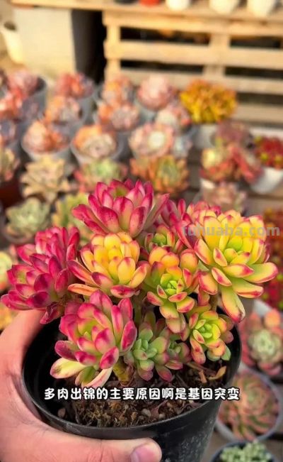 露天多肉出锦记：阳光下的奇迹，4步“晒”出玉色纷繁的梦幻美 - 图画吧TUHUABA