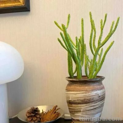 山东一小伙晒养了“5年的多肉”，已疯癫，网友：太酷了，咋养的 - 图画吧TUHUABA