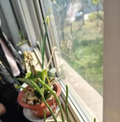 山东一小伙晒养了“5年的多肉”，已疯癫，网友：太酷了，咋养的 - 图画吧TUHUABA