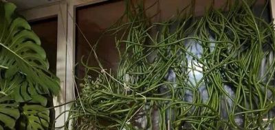 山东一小伙晒养了“5年的多肉”，已疯癫，网友：太酷了，咋养的 - 图画吧TUHUABA