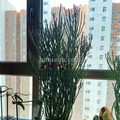 山东一小伙晒养了“5年的多肉”，已疯癫，网友：太酷了，咋养的 - 图画吧TUHUABA