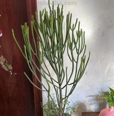 山东一小伙晒养了“5年的多肉”，已疯癫，网友：太酷了，咋养的 - 图画吧TUHUABA