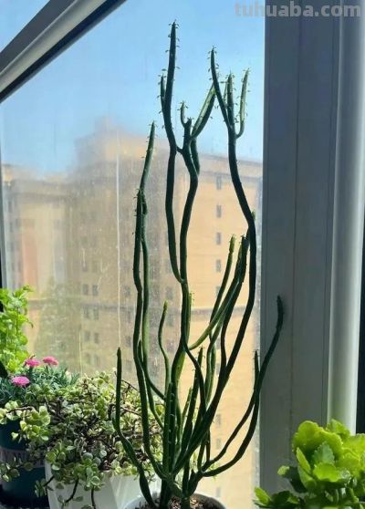 山东一小伙晒养了“5年的多肉”，已疯癫，网友：太酷了，咋养的 - 图画吧TUHUABA