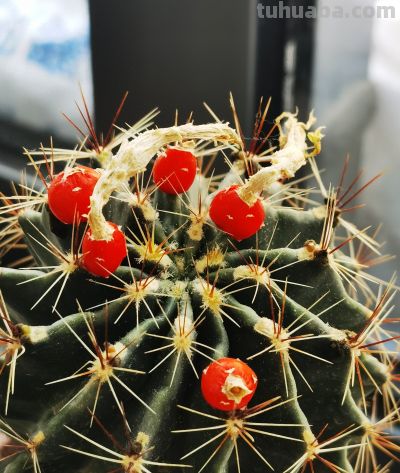 同事偷偷教我的多肉养成秘籍！仙人球开花结果+造型养成 - 今日头条