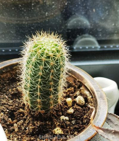 同事偷偷教我的多肉养成秘籍！仙人球开花结果+造型养成 - 图画吧TUHUABA