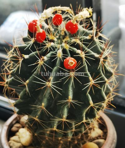 同事偷偷教我的多肉养成秘籍！仙人球开花结果+造型养成 - 图画吧TUHUABA