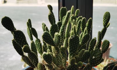 同事偷偷教我的多肉养成秘籍！仙人球开花结果+造型养成 - 图画吧TUHUABA