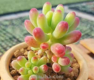 同事偷偷教我的多肉养成秘籍！仙人球开花结果+造型养成 - 图画吧TUHUABA