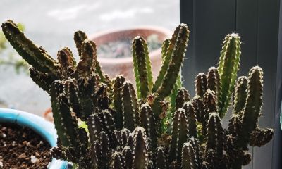 同事偷偷教我的多肉养成秘籍！仙人球开花结果+造型养成 - 图画吧TUHUABA