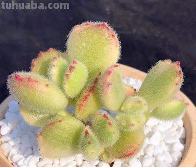 同事偷偷教我的多肉养成秘籍！仙人球开花结果+造型养成 - 图画吧TUHUABA