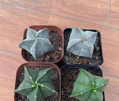 同事偷偷教我的多肉养成秘籍！仙人球开花结果+造型养成 - 图画吧TUHUABA