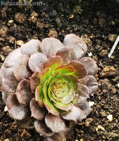 同事偷偷教我的多肉养成秘籍！仙人球开花结果+造型养成 - 图画吧TUHUABA