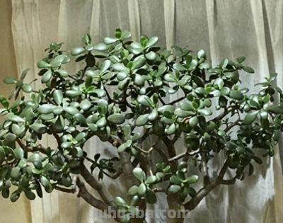 这7种花“花盆越小”养的越好，用大盆就废了，小盆才能养得壮！ - 今日头条