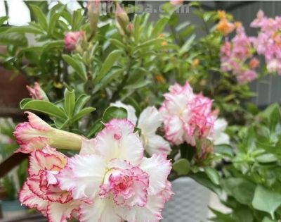 这7种花“花盆越小”养的越好，用大盆就废了，小盆才能养得壮！ - 图画吧TUHUABA