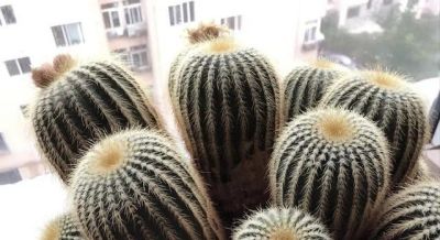 这7种花“花盆越小”养的越好，用大盆就废了，小盆才能养得壮！ - 图画吧TUHUABA