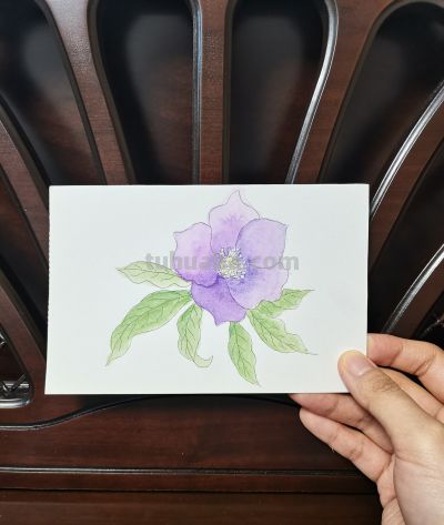 58 圣诞玫瑰（绘画 水彩 果花甘06） - 图画吧TUHUABA