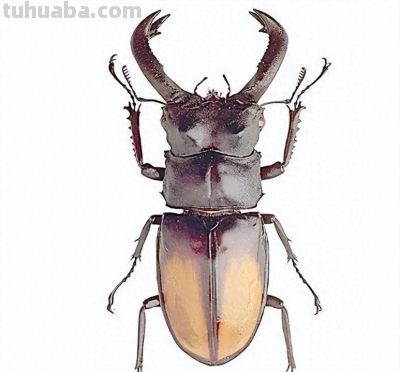 彩铅画是什么？我们如何学彩铅？ - 今日头条