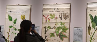 梅花谷看展去,南林大老师笔下植物科学画原来这么美 - 今日头条 梅花谷看展去,南林大老师笔下植物科学画原来这么美 - 图画吧TUHUABA