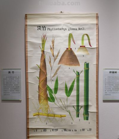 梅花谷看展去,南林大老师笔下植物科学画原来这么美 - 今日头条 梅花谷看展去,南林大老师笔下植物科学画原来这么美 - 图画吧TUHUABA