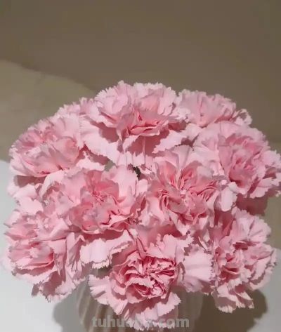 别再乱送花！全网最硬核花语科普：送对比送贵重要100倍 - 图画吧TUHUABA