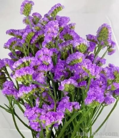 别再乱送花！全网最硬核花语科普：送对比送贵重要100倍 - 图画吧TUHUABA