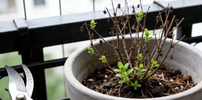 星子缀枝的温柔！满天星花语+适配人群+暖心妙招 - 图画吧TUHUABA