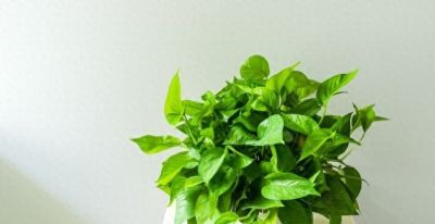 绿萝养不好？记住5点，叶子油绿不黄叶！一一人养花系列8 - 今日头条