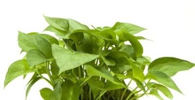 绿萝养不好？记住5点，叶子油绿不黄叶！一一人养花系列8 - 图画吧TUHUABA