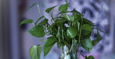 绿萝养不好？记住5点，叶子油绿不黄叶！一一人养花系列8 - 图画吧TUHUABA