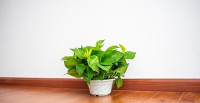 绿萝养不好？记住5点，叶子油绿不黄叶！一一人养花系列8 - 图画吧TUHUABA