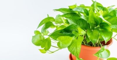 绿萝养不好？记住5点，叶子油绿不黄叶！一一人养花系列8 - 图画吧TUHUABA