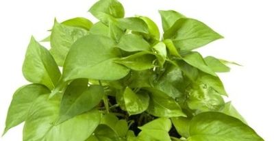 绿萝养不好？记住5点，叶子油绿不黄叶！一一人养花系列8 - 图画吧TUHUABA